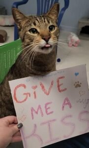 Rescue cat at ARK Animal Shelter in North Augusta SC